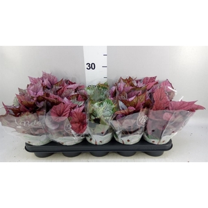 Begonia BD rex 'Beleaf'  ...mix