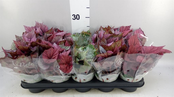 <h4>Begonia BD rex 'Beleaf'  ...mix</h4>