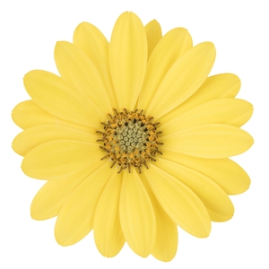OSTEOSPERMUM ECKLONIS p11 yellow