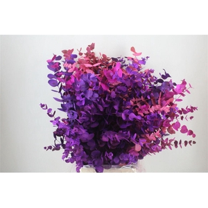 Euca Cinerea Mix Pink P Bunch