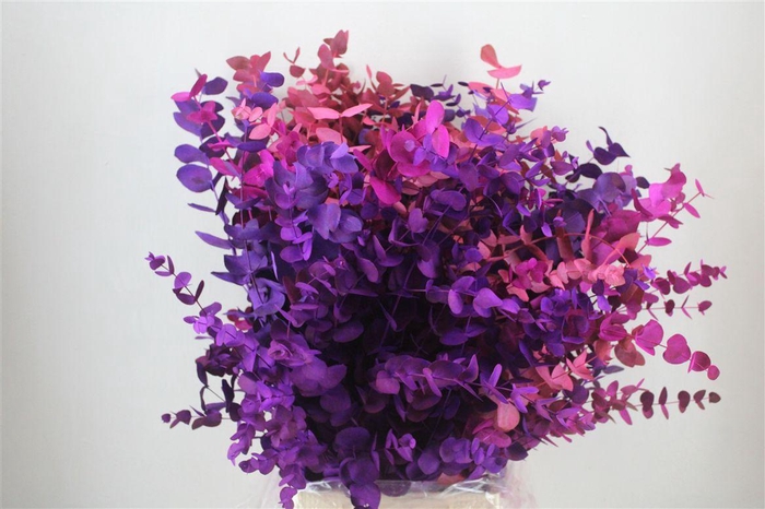 <h4>Euca Cinerea Mix Pink P Bunch</h4>