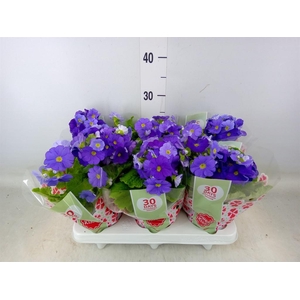 Primula obcon. 'Touch Me Dark Blue'