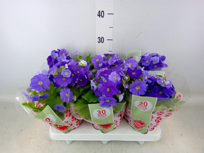 <h4>Primula obcon. 'Touch Me Dark Blue'</h4>