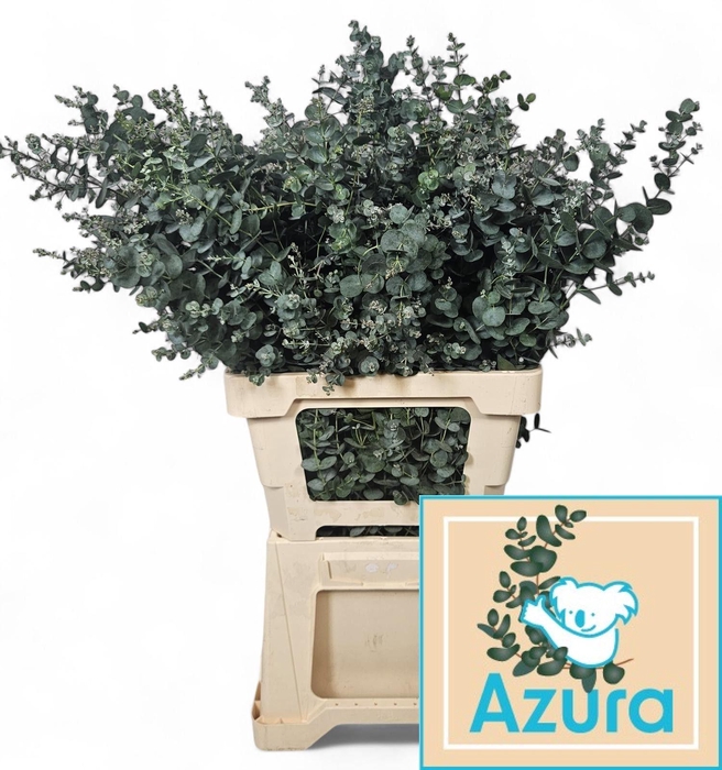 <h4>EUCA GU AZURA</h4>