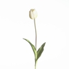 AF Tulip French L60cm White
