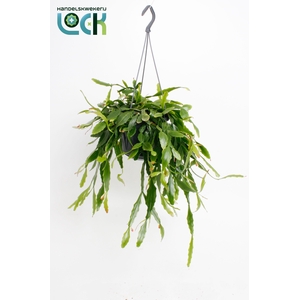 Rhipsalis Crispata