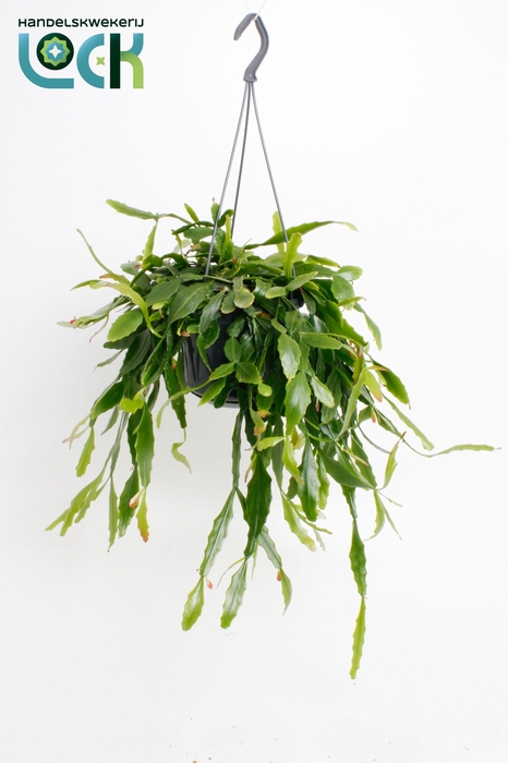 <h4>Rhipsalis Crispata</h4>