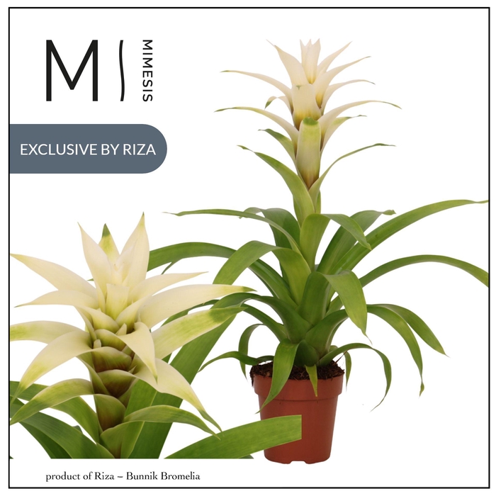 <h4>Guzmania Deseo White</h4>