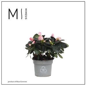 Mimesis Azalea - 9cm Roze
