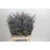 Limonium ov Misty Blue