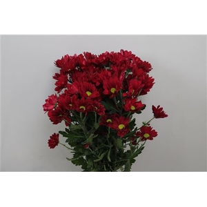 Chr T Ruby Star