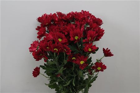 <h4>Chr T Ruby Star</h4>