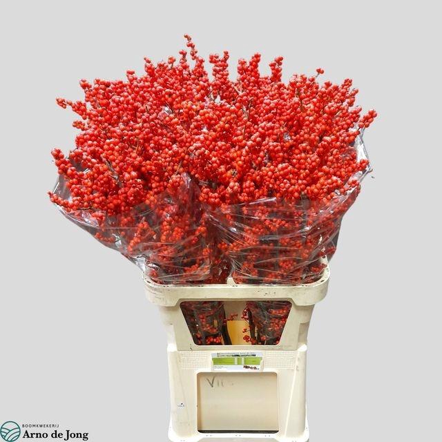 <h4>Ilex Ve Rode Bes</h4>