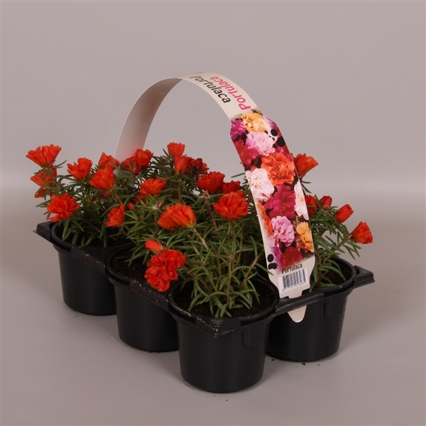 <h4>Portulaca rood 6p</h4>