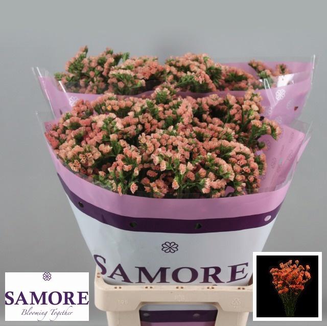 <h4>LIM S ROYAL ORANGE</h4>