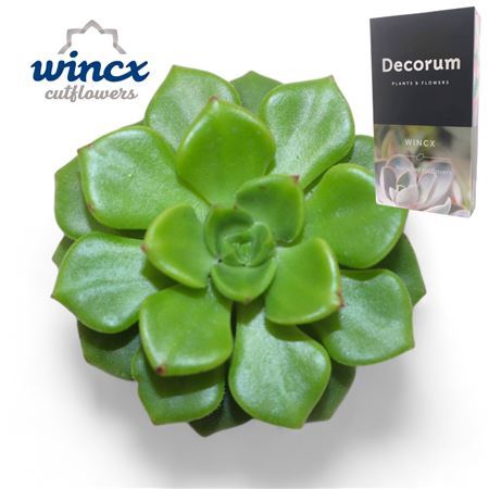 <h4>Echeveria Affinus Cutflower Wincx-5cm</h4>