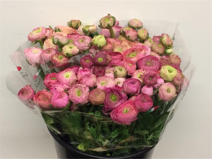 Ran El Sr Dark Pink Super