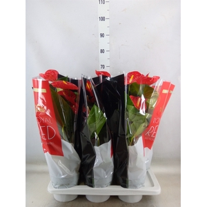 Anthurium andr. 'Madural'