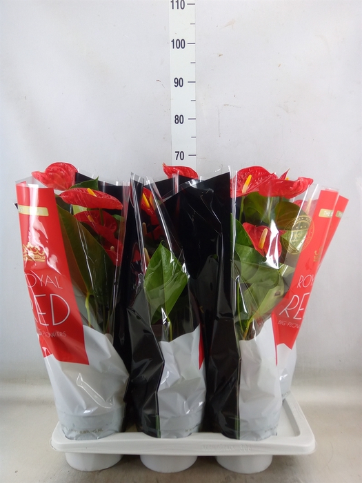 <h4>Anthurium andr. 'Madural'</h4>
