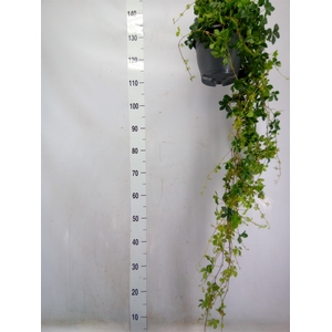 Parthenocissus  'Sugar Vine'