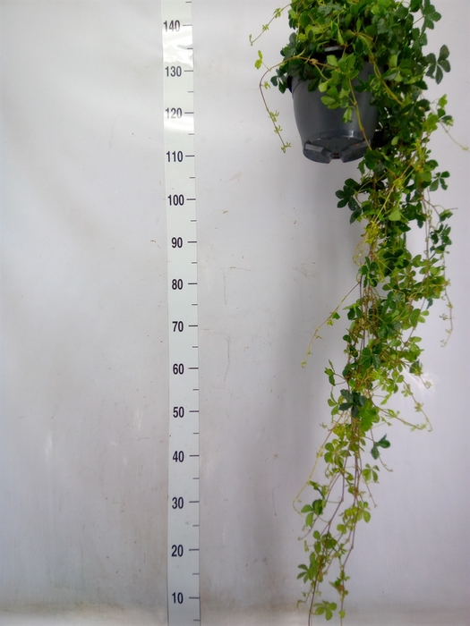 <h4>Parthenocissus  'Sugar Vine'</h4>