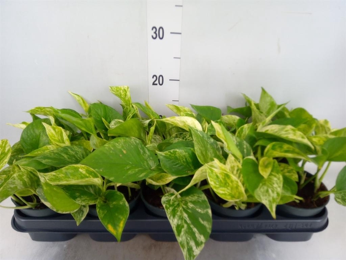 <h4>Epipremnum pinn. 'Marble Queen'</h4>