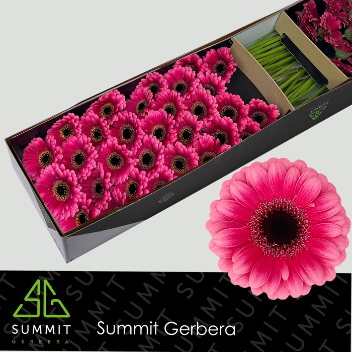 <h4>Germini Amelie Doos</h4>