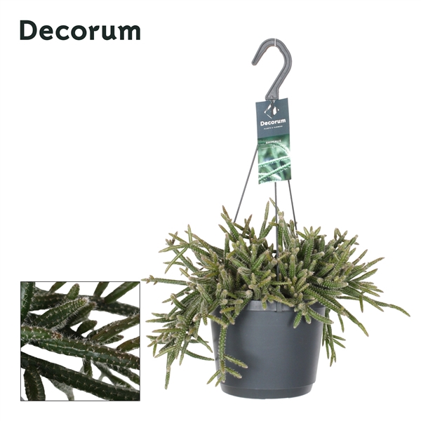 <h4>Rhipsalis baccifera subsp. horrida</h4>