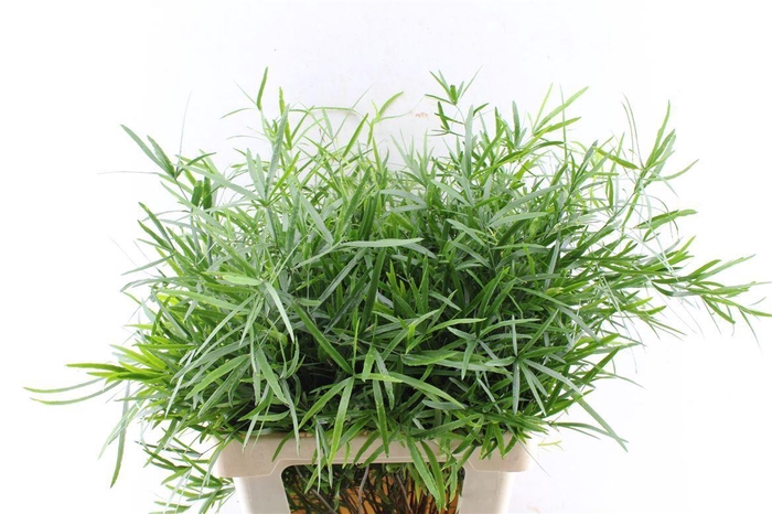 <h4>Asp Falcatus</h4>