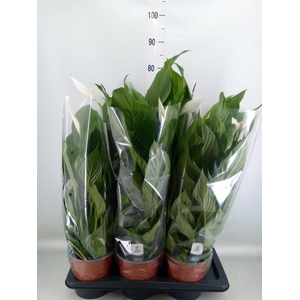 Spathiphyllum  'Bingo Cupido'