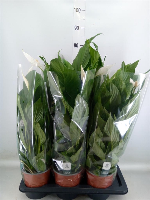 <h4>Spathiphyllum  'Bingo Cupido'</h4>