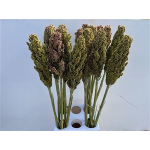 SORGHUM BICOLOR