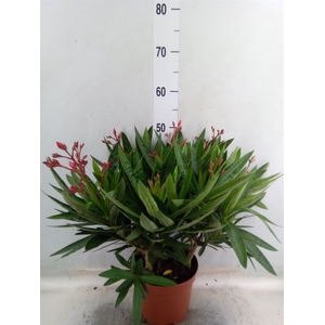 Nerium oleander   ...