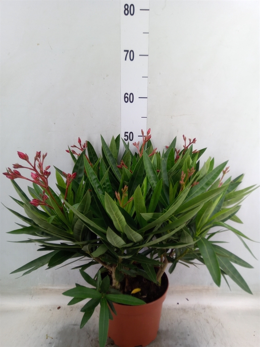 <h4>Nerium oleander   ...</h4>