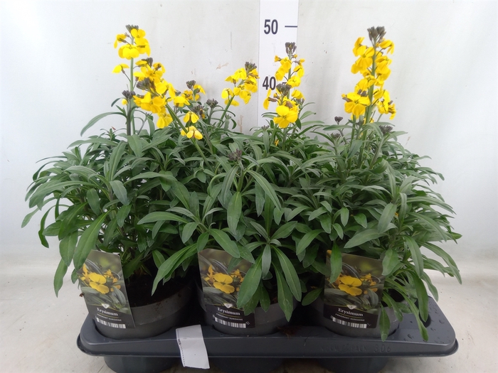 <h4>Erysimum Fragrant Sunshine</h4>