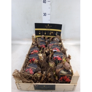 Hippeastrum   ...flowerbulbs