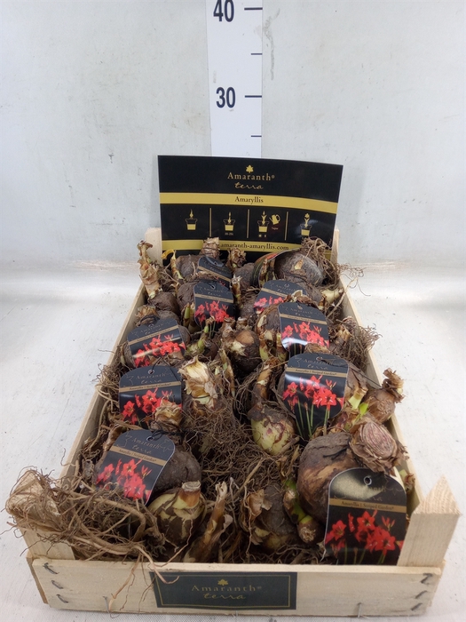 <h4>Hippeastrum   ...flowerbulbs</h4>