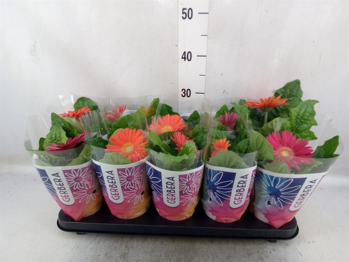 Gerbera  'Colourgame'   ...mix