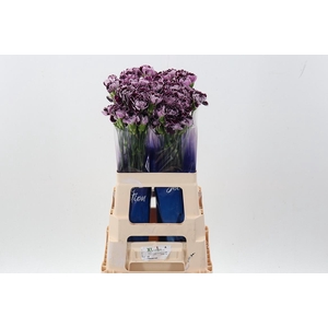 Di St Minerva hi 60cm