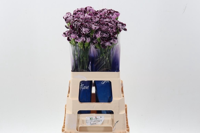 <h4>Di St Minerva hi 60cm</h4>