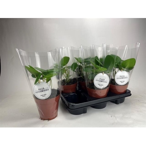 Pilea peperomoides 13Ø 20cm