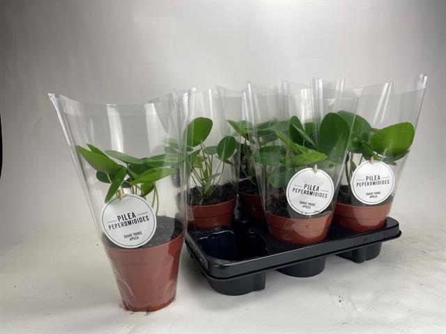 Pilea peperomoides 13Ø 20cm