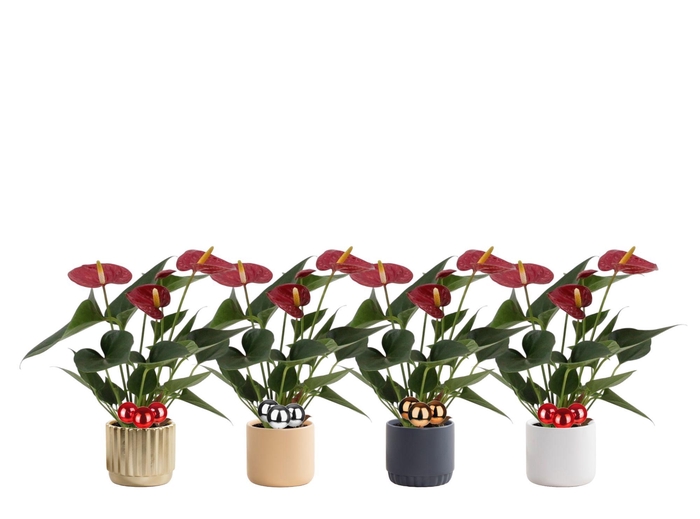 Anthurium 7 cm Diamond Red in Liam 2 ceramics + stabber