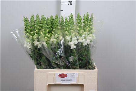 <h4>Antir Avignon White</h4>