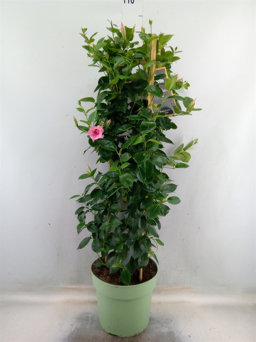 <h4>Mandevilla  'Sundavil Dbl Blush Pk'</h4>