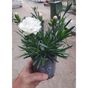 DIANTHUS CARYOPHYLLUS