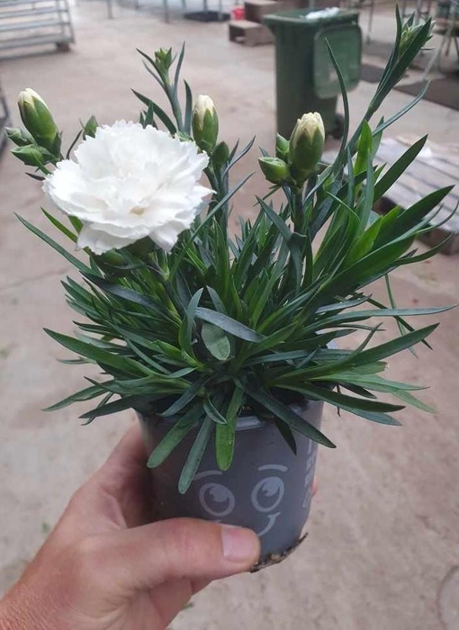 <h4>DIANTHUS CARYOPHYLLUS</h4>