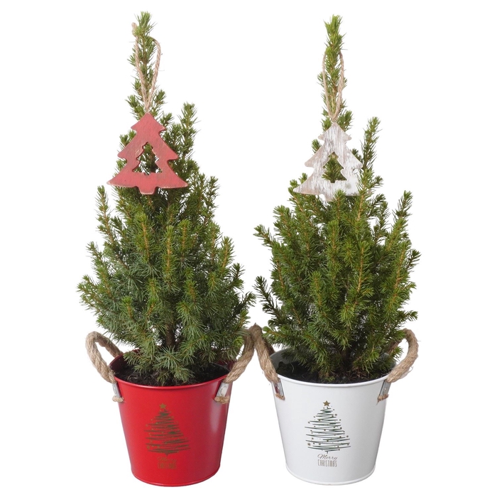 <h4>Picea glauca 'Conica'</h4>