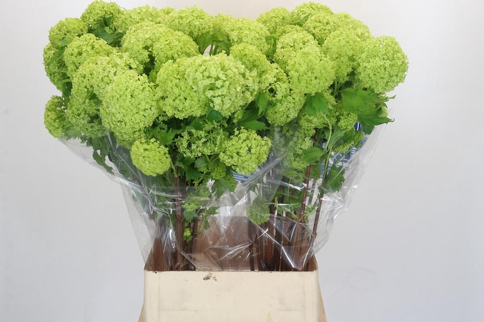 Viburnum Opulus Roseum