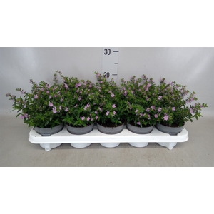 Cuphea hyssopifolia